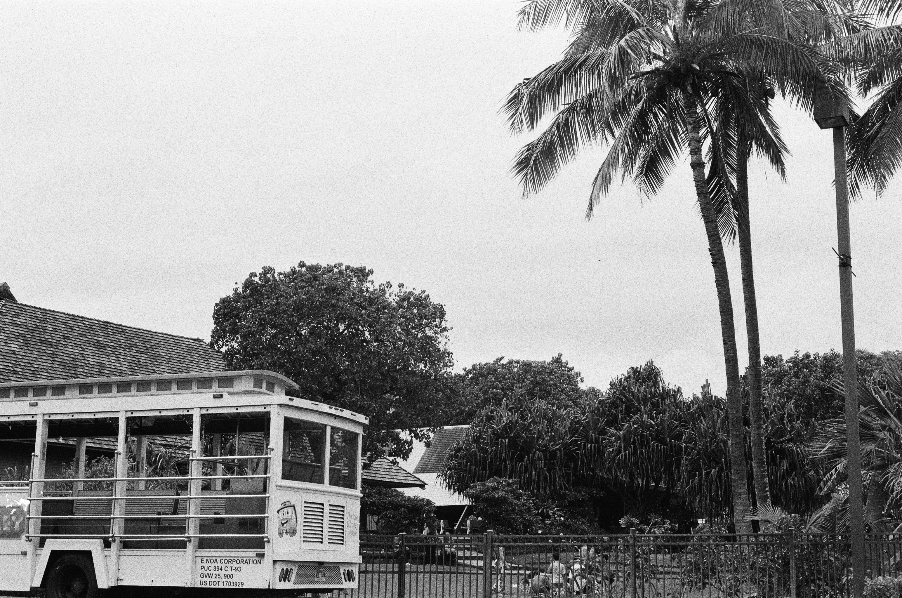 tour bus and palm trees, Hawaii